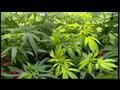 Clip Syndicate Video: Medical marijuana measure could be headed for Nov. ballot