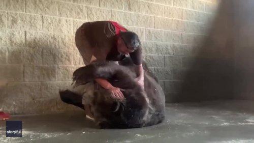 That's the Spot: 990-Pound Bear Enjoys Belly Rub at New York Wildlife Center - Flipboard